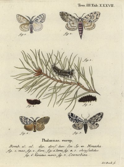 Polilla de arcos negros y polilla de búho de Johann Carl Bock