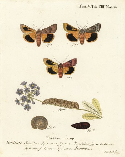 Polilla amarilla de borde ancho, Noctua fimbriata. Grabado en cobre coloreado a mano por Johann Carl Bock después de Die Schmetterlinge in Abbildungen nach der Natur de Eugenius Johann Christoph Esper, Erlangen de Johann Carl Bock
