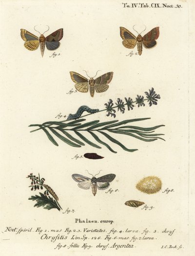Polilla de latón bruñido, Diachrysia chrysitis 1-5, y tiburón verde con manchas plateadas, Cucullia argentea 6-9. Grabado en cobre a mano coloreado por Johann Carl Bock después de Die Schmetterlinge en Abbildungen nach der Natur de Eugenius Johann Christop de Johann Carl Bock