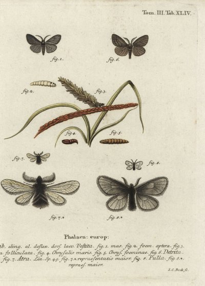 Canephora hirsuta, Ocneria detrita y Epichnopterix plumella de Johann Carl Bock