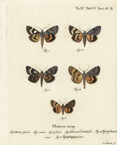 Catocala conversa 1-3, Catocala nymphaea 4, y ala amarilla de roble, Catocala nymphagoga 5. Grabado en cobre coloreado a mano por Johann Carl Bock después de Die Schmetterlinge in Abbildungen nach der Natur de Eugenius Johann Christoph Esper, Erlangen de Johann Carl Bock