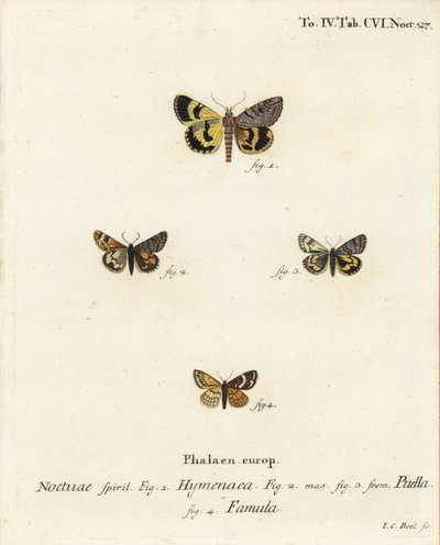 Catocala hymenaea, Amerila puella y Isturgia famula. Grabado en cobre coloreado a mano de Johann Carl Bock después del libro Die Schmetterlinge in Abbildungen nach der Natur de Eugenius Johann Christoph Esper de Johann Carl Bock