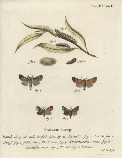 Polillas de punta de chocolate de Johann Carl Bock