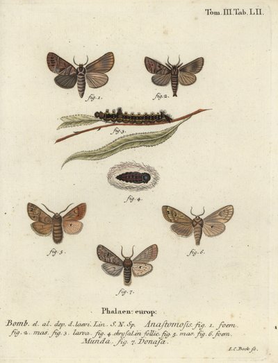 Clostera anastomosis y Nudaria mundana de Johann Carl Bock