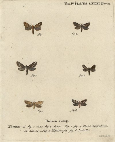 Korscheltellus lupulina, Phymatopus hecta y Pharmacis carna. Grabado en cobre coloreado a mano de Johann Carl Bock después del libro Die Schmetterlinge in Abbildungen nach der Natur de Eugenius Johann Christoph Esper de Johann Carl Bock