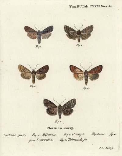 Conformista, Lithophane furcifera 1, doble dardo, Graphiphora augur 2, escaso bronceado, Apamea lateritia 3,4, y arcos plateados, Polia hepatica 5. de Johann Carl Bock