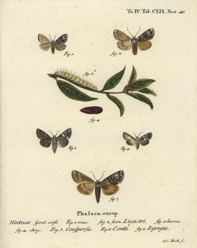 Polilla de la corona, Craniophora ligustri 1-4, corona jaspeada, Hadena confusa 5, corona variada, Hadena compta 6, y arcos verdes, Anaplectoides prasina 7. Grabado en cobre a mano coloreado por Johann Carl Bock después de Die Schmetterlinge de Eugenius Jo de Johann Carl Bock
