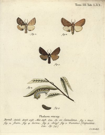 Prominente Coxcomb, Ptilodon capucinus de Johann Carl Bock