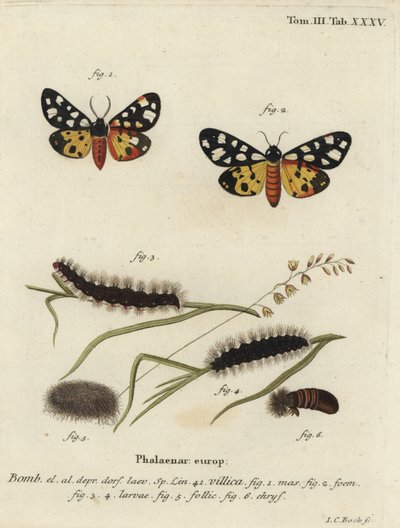 Polilla tigre de manchas crema, Epicallia villica de Johann Carl Bock