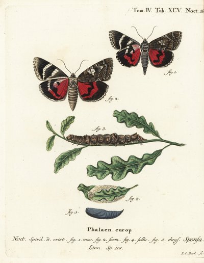 Alas rojas oscuras, Catocala sponsa. Grabado en cobre a mano coloreado por Johann Carl Bock después de Die Schmetterlinge en Abbildungen nach der Natur de Eugenius Johann Christoph Esper de Johann Carl Bock