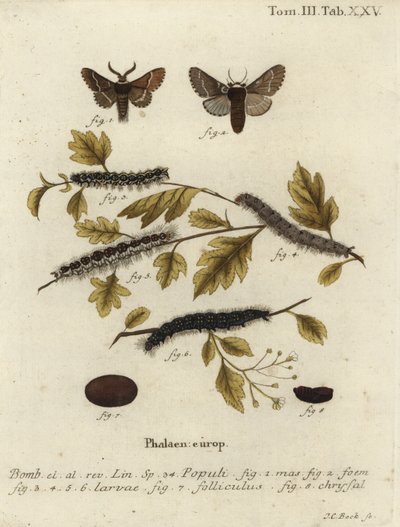 Polilla de diciembre, Poecilocampa populi de Johann Carl Bock