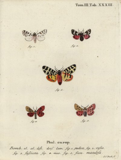 Polillas discreta y tigre de Johann Carl Bock