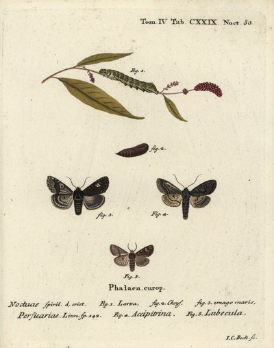 Punto, Melanchra persicariae 1-4, y Dryobota labecula 5. Grabado en cobre a mano coloreado por Johann Carl Bock después de Die Schmetterlinge en Abbildungen nach der Natur de Eugenius Johann Christoph Esper, Erlangen de Johann Carl Bock