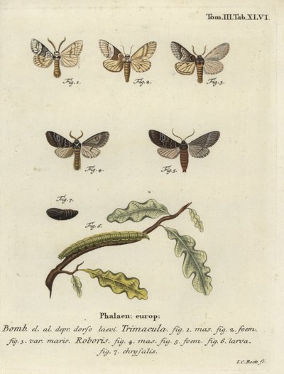 Polilla Drymonia dodonaea de Johann Carl Bock