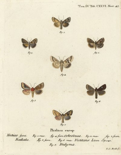Polilla pálida, Eremobia ochroleuca 1,4, Cynaeda dentalis 2,3, polilla de oreja, Amphipoea oculea 5,6, y rústica común, Mesapamea secalis 7. Grabado en cobre coloreado a mano por Johann Carl Bock después de Die Schmetterlinge in Abbildungen nach der Natur  de Johann Carl Bock
