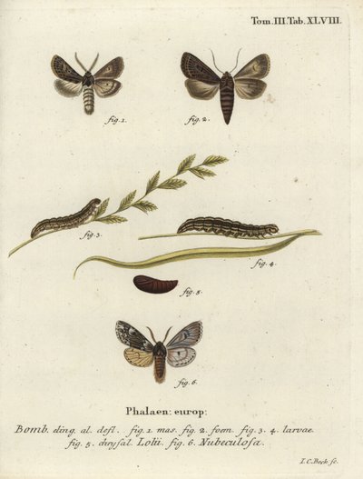 Polillas góticas emplumadas y Rannoch de Johann Carl Bock