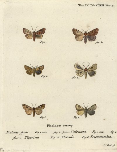 Castaño con volantes, Agrochola helvola 1,2, castaño punteado, Conistra rubiginea 3,4, ojo brillante de línea marrón, Mythimna conigera 5, y líneas triples, Charanyca trigrammica 6. Grabado en cobre a mano coloreado por Johann Carl Bock después de Die Schm de Johann Carl Bock