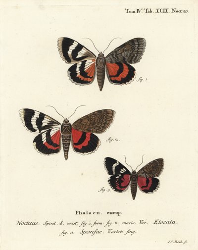 Ala roja francesa, Catocala elocata 1,2, y variedad de ala carmesí oscura, Catocala sponsa 3. Grabado en cobre coloreado a mano por Johann Carl Bock después de Die Schmetterlinge in Abbildungen nach der Natur de Eugenius Johann Christoph Esper, Erlangen de Johann Carl Bock