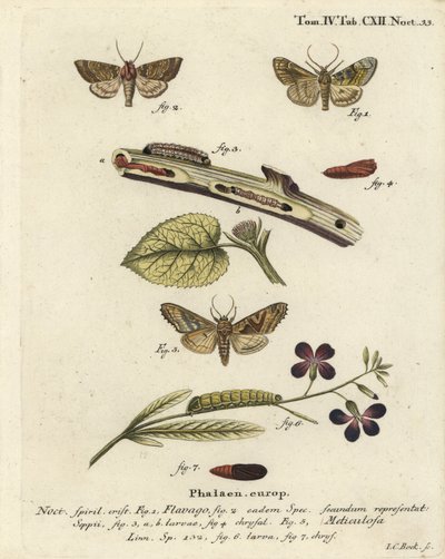 Polilla naranja escarchada, Gortyna flavago 1,2, y tonos angulares, Phlogophora meticulosa 3-7. Grabado en cobre a mano coloreado por Johann Carl Bock después de Die Schmetterlinge de Eugenius Johann Christoph Esper de Johann Carl Bock
