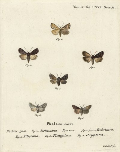 Dardo de jardín, Euxoa nigricans 1-3, Hadena filograna 4, brocado de antirrhinum, Calophasia platyptera 5, Simyra nervosa 6. Grabado en cobre a mano coloreado por Johann Carl Bock después de Die Schmetterlinge en Abbildungen nach der Natur de Eugenius Joha de Johann Carl Bock