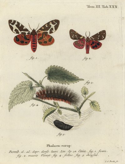 Polilla tigre de jardín o gran polilla tigre, Arctia caja de Johann Carl Bock