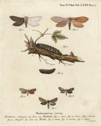 Polilla fantasma, Hepialus humuli 1-4, y oro rápido, Phymatopus hecta 5-7. Grabado en cobre a mano coloreado por Johann Carl Bock después de Die Schmetterlinge en Abbildungen nach der Natur de Eugenius Johann Christoph Esper de Johann Carl Bock
