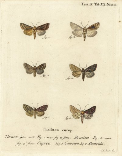 Polilla de espiga dorada, Autographa bractea 1,2, Euchalcia modestoides 3,4, Lamprotes c-aureum 5 y Panchrysia deaurata 6. Grabado en cobre coloreado a mano por Johann Carl Bock después de Die Schmetterlinge in Abbildungen nach der Natur de Eugenius Johann de Johann Carl Bock