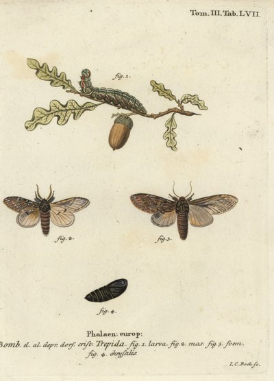 Gran prominente, Peridea anceps de Johann Carl Bock