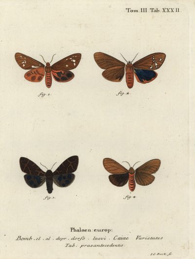 Variedades de polilla tigre grande, Arctia caja de Johann Carl Bock