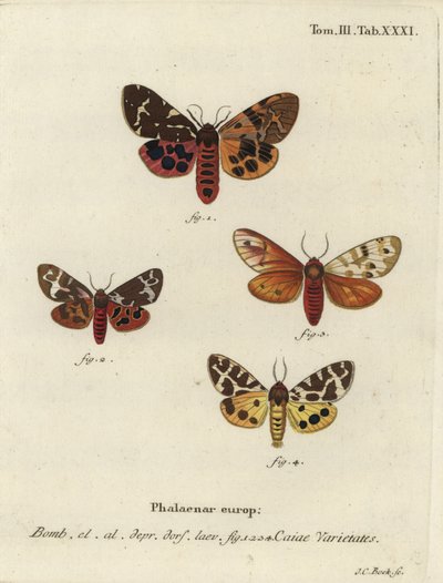 Variedades de la gran polilla tigre, Arctia caja de Johann Carl Bock