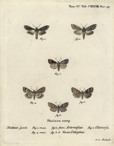 Tiburón verde plateado, Cucullia argentea 1,2, rústico otoñal, Eugnorisma glareosa 4, figura de ochenta, Tethea ocularis 4-6. Grabado en cobre coloreado a mano por Johann Carl Bock después de Die Schmetterlinge en Abbildungen de Eugenius Johann Christoph E de Johann Carl Bock