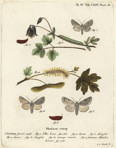 Chi gris, Antitype chi 1 y polilla del sicomoro, Acronicta aceris 2-7. Grabado en cobre a mano coloreado por Johann Carl Bock después de Die Schmetterlinge de Eugenius Johann Christoph Esper de Johann Carl Bock