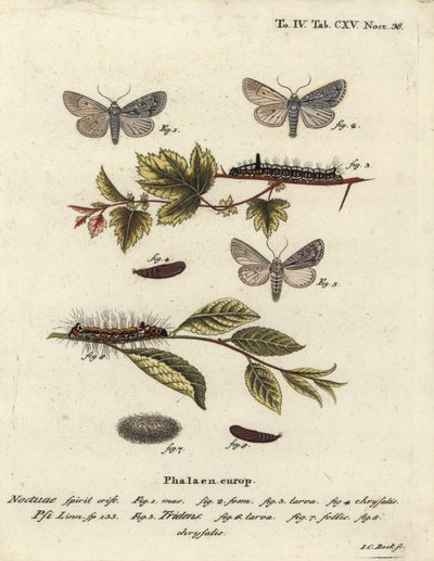 Acronicta psi 1-4, y Acronicta tridens 5-8. Grabado en cobre a mano coloreado por Johann Carl Bock después de Die Schmetterlinge de Eugenius Johann Christoph Esper de Johann Carl Bock