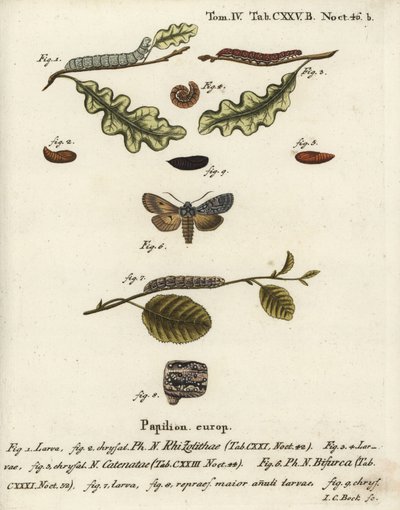 Nudo gris, Lithophane ornitopus 1,2, castaño con volantes, Agrochola helvola 3-5, conformista, Lithophane furcifera 6-9. Grabado en cobre coloreado a mano por Johann Carl Bock después de Die Schmetterlinge en Abbildungen de Eugenius Johann Christoph Esper de Johann Carl Bock