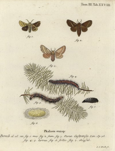 Polilla de la tierra, Malacosoma castrense de Johann Carl Bock