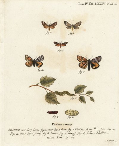 Polilla sirvienta, Dysauxes ancilla 1-3, y ala naranja, Archiearis parthenias 4-8. Grabado en cobre coloreado a mano por Johann Carl Bock después de Die Schmetterlinge in Abbildungen nach der Natur de Eugenius Johann Christoph Esper, Erlangen de Johann Carl Bock