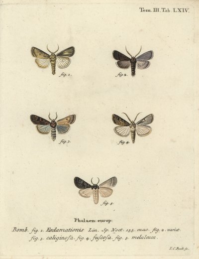 Polilla corazón y dardo, polilla de nabo y nube plateada de Johann Carl Bock