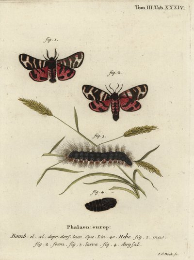 Polilla tigre de Hebe, Arctia festiva de Johann Carl Bock