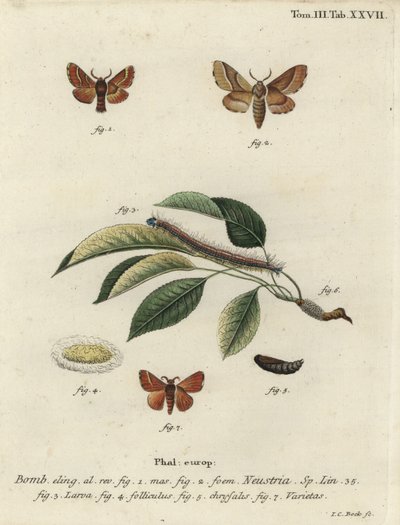 Polilla Lackey, Malacosoma neustria de Johann Carl Bock