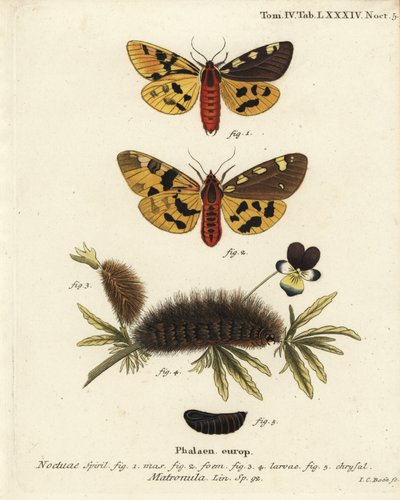 Polilla tigre grande, macho y hembra, Pericallia matronula. Grabado en cobre coloreado a mano por Johann Carl Bock después de Die Schmetterlinge in Abbildungen nach der Natur de Eugenius Johann Christoph Esper, Erlangen de Johann Carl Bock