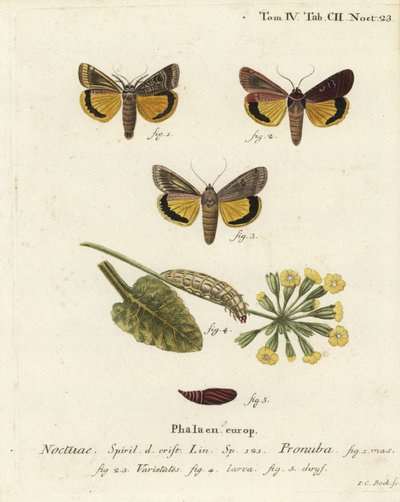 Polilla amarilla grande, Noctua pronuba, y variedades. Grabado en cobre coloreado a mano por Johann Carl Bock después de Die Schmetterlinge in Abbildungen nach der Natur de Eugenius Johann Christoph Esper, Erlangen de Johann Carl Bock