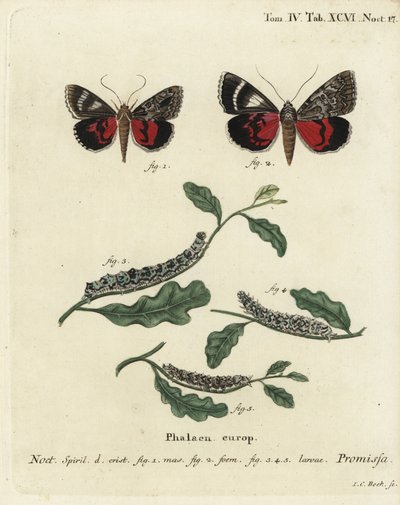 Polilla de ala carmesí claro, Catocala promissa. Grabado en cobre coloreado a mano por Johann Carl Bock después de Die Schmetterlinge in Abbildungen nach der Natur de Eugenius Johann Christoph Esper, Erlangen de Johann Carl Bock
