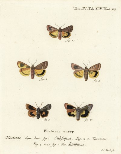 Alas amarillas lunares, Noctua orbona 1, y alas amarillas de borde ancho menor o alas amarillas de Langmaid, Noctua janthina 2-5. Grabado en cobre a mano coloreado por Johann Carl Bock después de Die Schmetterlinge en Abbildungen nach der Natur de Eugenius de Johann Carl Bock