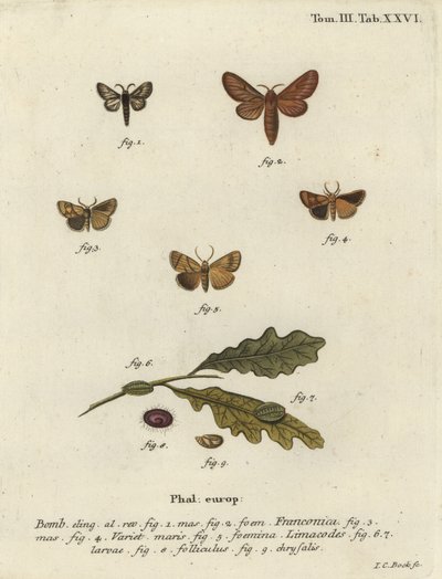 Polilla Malacosoma franconicum y festón, Apoda limacodes de Johann Carl Bock