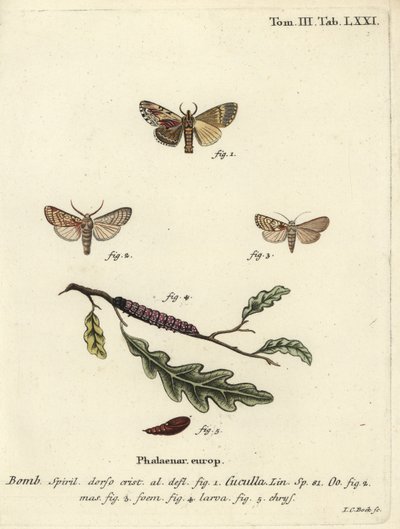 Polilla prominente de arce y polilla de corazón de Johann Carl Bock