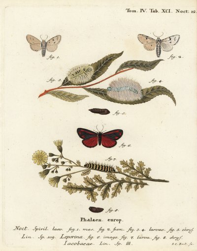 Polilla molinera, Acronicta leporina 1-5, y polilla cinabrio, Tyria jacobaeae 6-8. Grabado en cobre coloreado a mano por Johann Carl Bock después de Die Schmetterlinge in Abbildungen nach der Natur de Eugenius Johann Christoph Esper, Erlangen de Johann Carl Bock