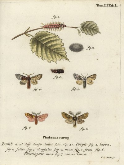 Prominente de árbol de nuez y prominente emplumado de Johann Carl Bock