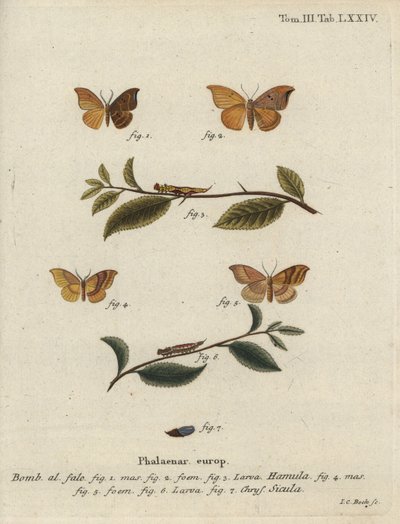 Ganchillo de roble y ganchillo barrado de Johann Carl Bock
