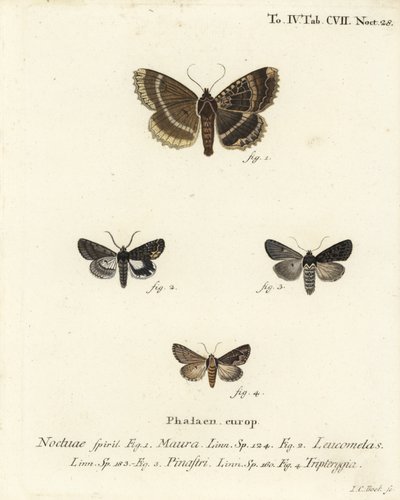 Vieja dama o ala negra, Mormo maura 1, alquimista oriental, Aedia leucomelas 2, y Dypterygia scabriuscula 3,4. Grabado en cobre coloreado a mano por Johann Carl Bock después de Die Schmetterlinge in Abbildungen nach der Natur de Eugenius Johann Christoph E de Johann Carl Bock