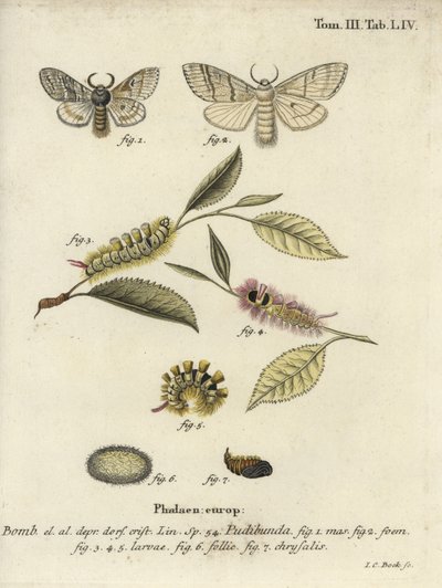 Calliteara pudibunda de Johann Carl Bock